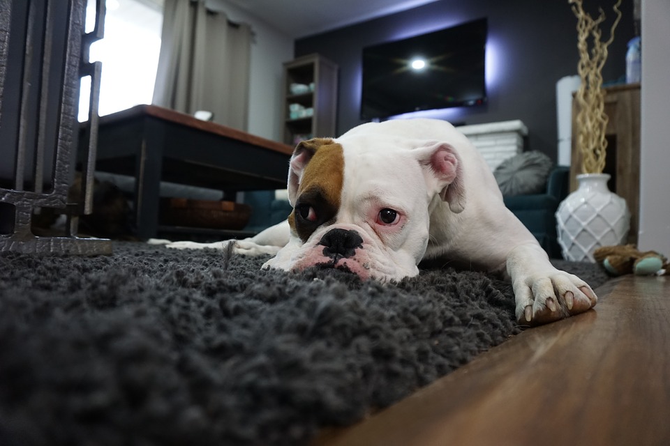 Professional Carpet Cleaning